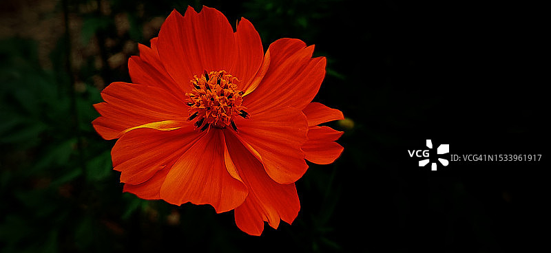 西班牙格拉纳达的橙色波斯菊特写图片素材