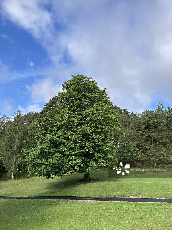 瑞典的田野树木景观图片素材