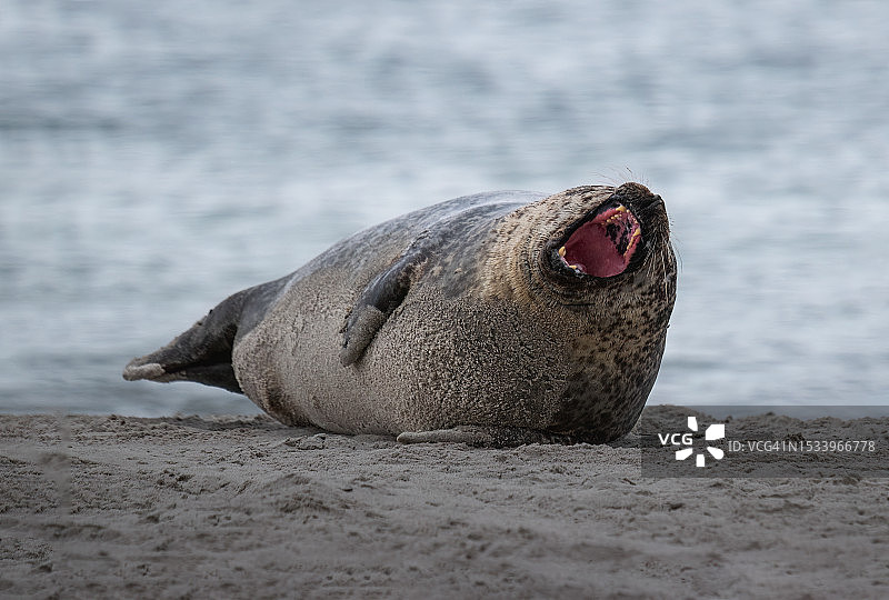 海滩岩石上的海豹特写图片素材