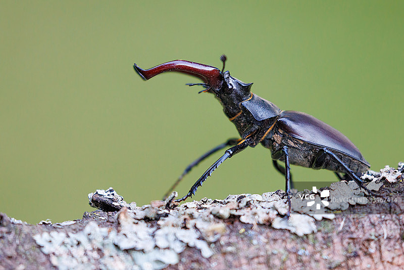 木头上的昆虫特写图片素材