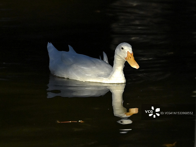 天鹅在湖中游泳的特写图片素材