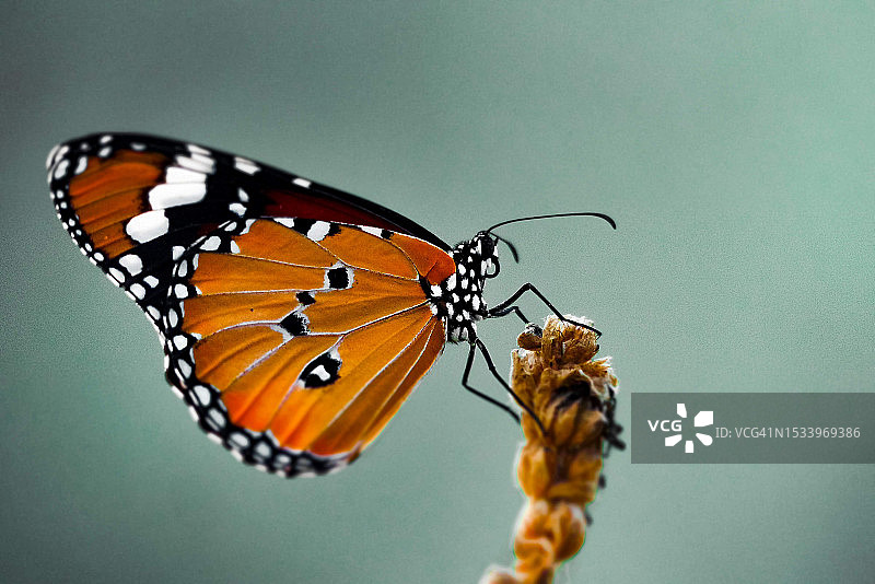 蝴蝶在花上授粉的特写图片素材