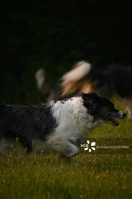 美国纽约弗鲁斯堡的纯种柯利牧羊犬特写图片素材