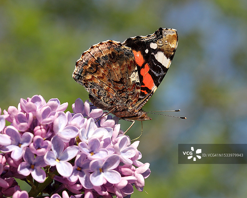 蝴蝶在花上授粉的特写图片素材