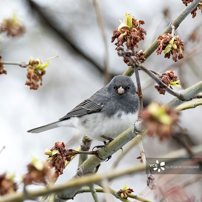 栖息在树上的鸟类特写图片素材