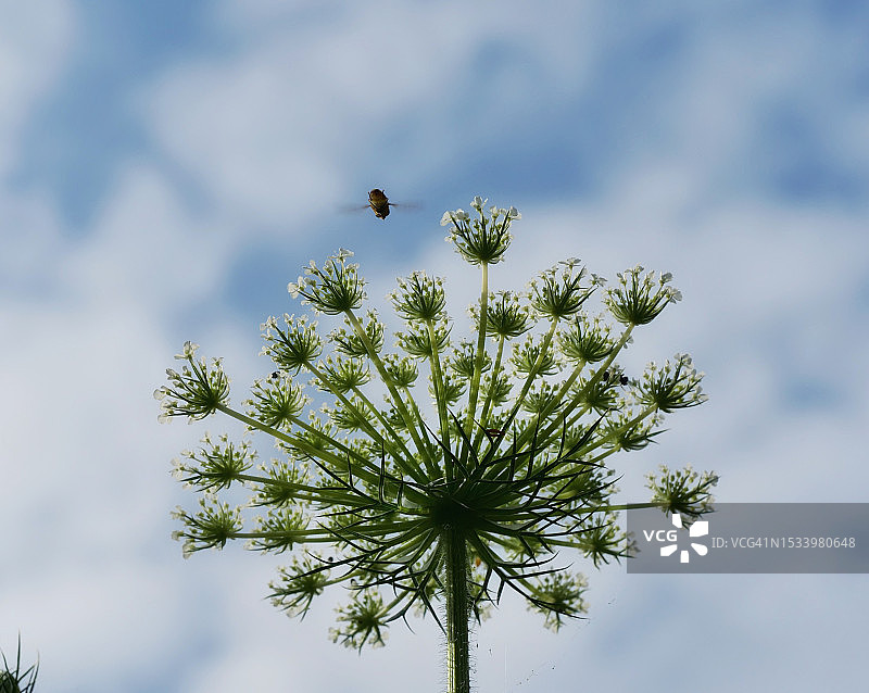 开花植物对着天空的低角度视图图片素材