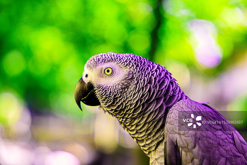 孔雀特写图片素材