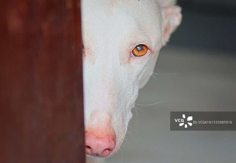 伊比赞猎犬的特写肖像图片素材