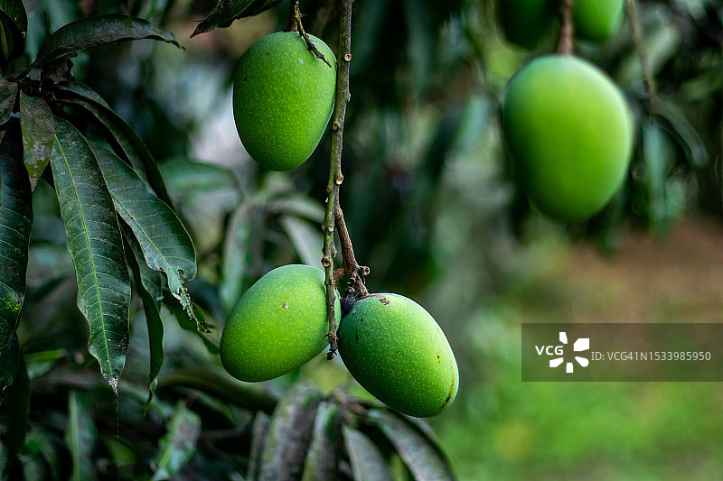 树上生长的水果特写图片素材