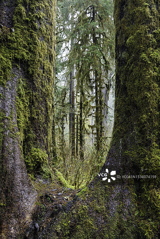 奥林匹克国家公园霍河雨林步道景色图片素材