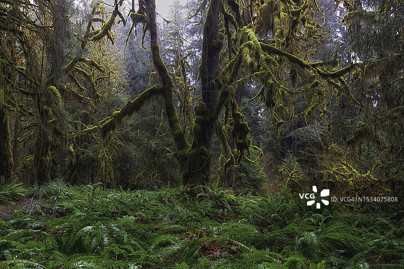 奥林匹克国家公园霍河雨林小径上覆盖着苔藓的树木和蕨类植物图片素材