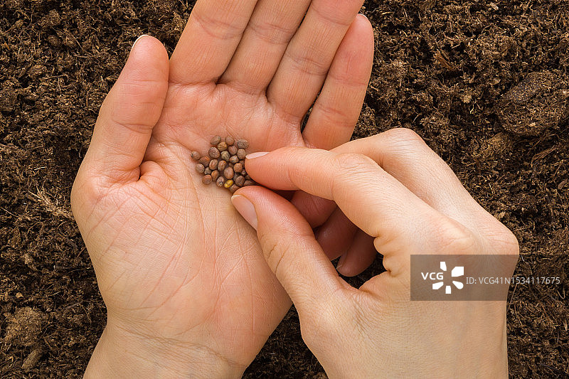 年轻女子将萝卜种子从手掌中取出，准备种植在新鲜的深色土壤中图片素材