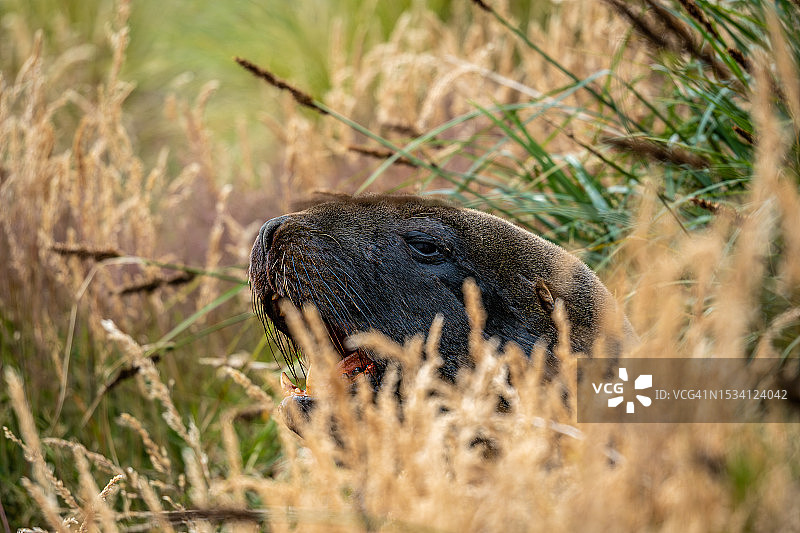 田野里一只动物的特写图片素材