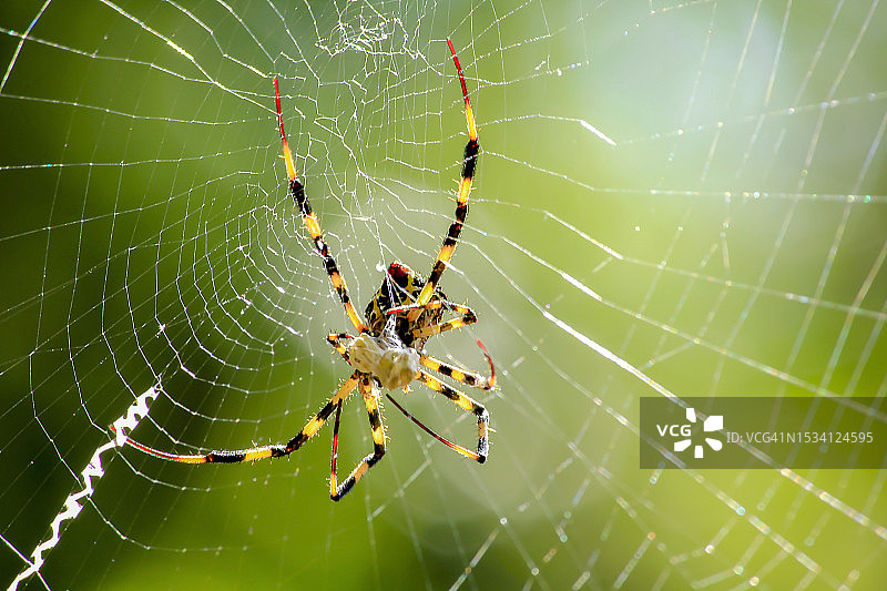 蜘蛛在网上的特写图片素材