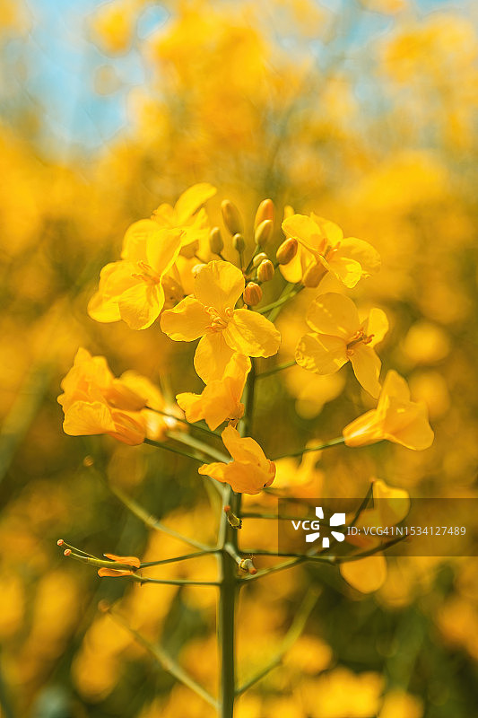 塞尔维亚田野上的黄色植物特写图片素材