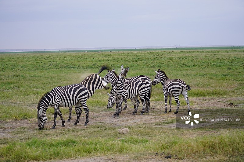 斑马线图片素材