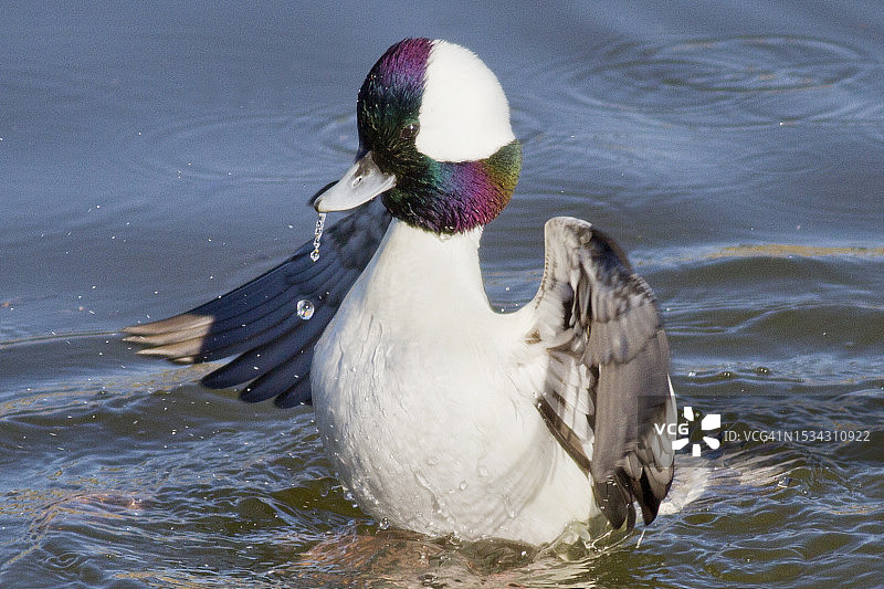 雄性小斑头秋沙鸭拍打翅膀图片素材