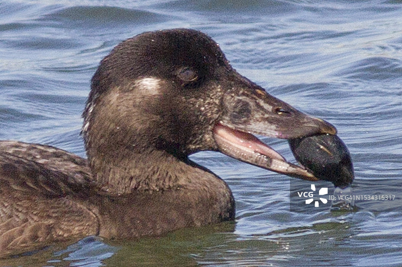 海番鸭雌鸟吃蛤蜊特写图片素材