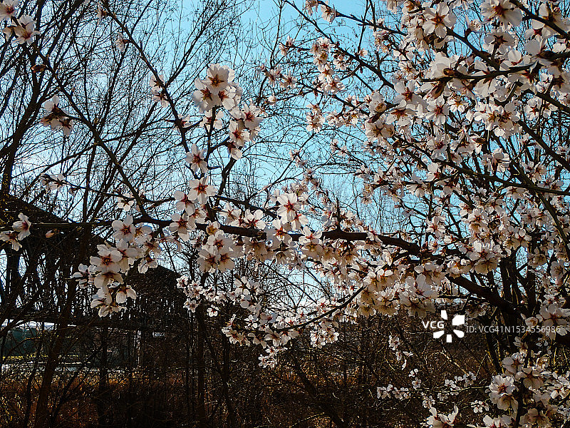 开满白色花朵的树，靠近西班牙萨莫拉的铁路桥图片素材