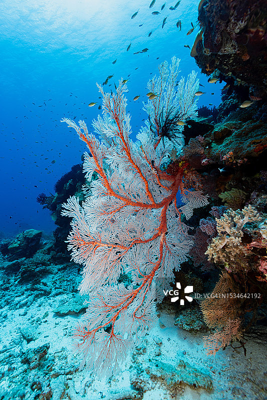 印度尼西亚塔扬杜岛北部卡朗伦邦的节状扇珊瑚图片素材