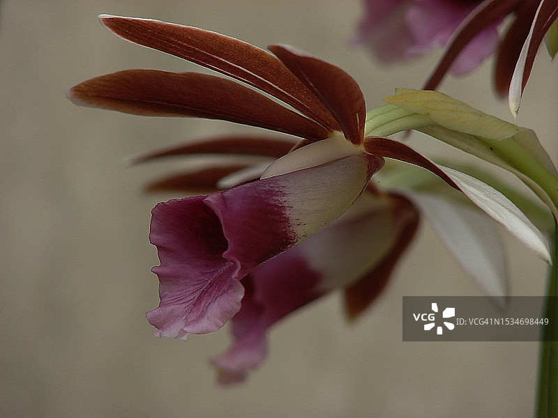 兰花的花图片素材