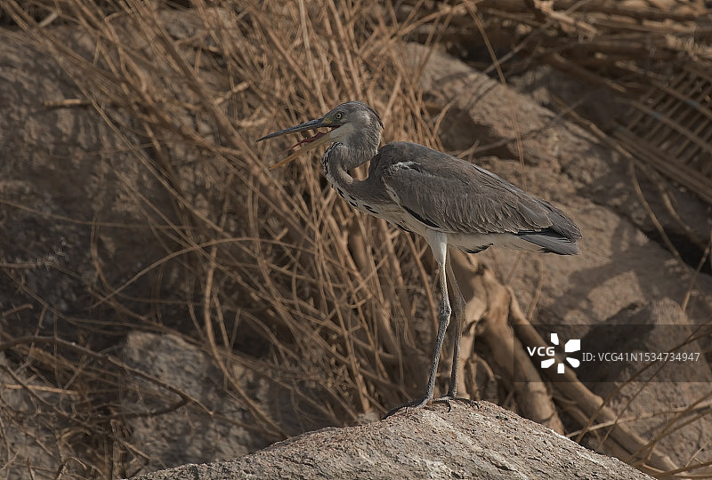 黑头鹭图片素材