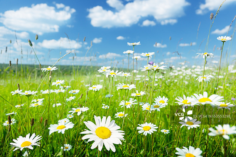 夏季花田图片素材