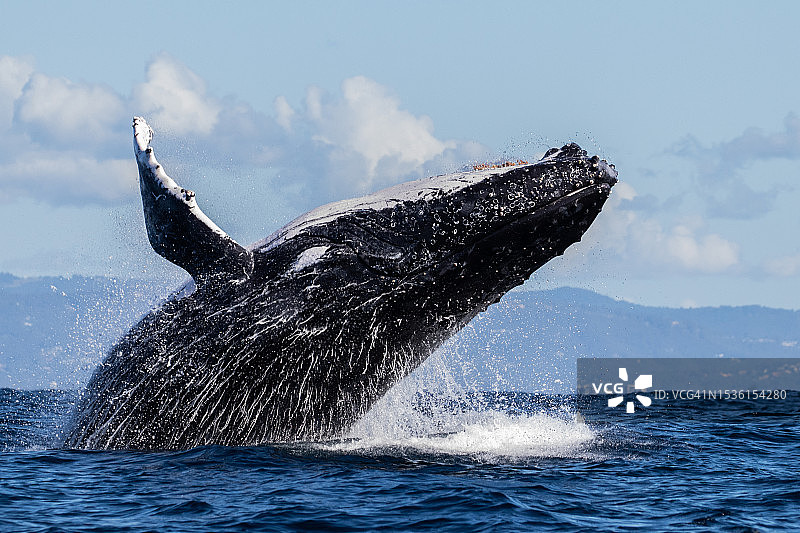 座头鲸跃出水面图片素材