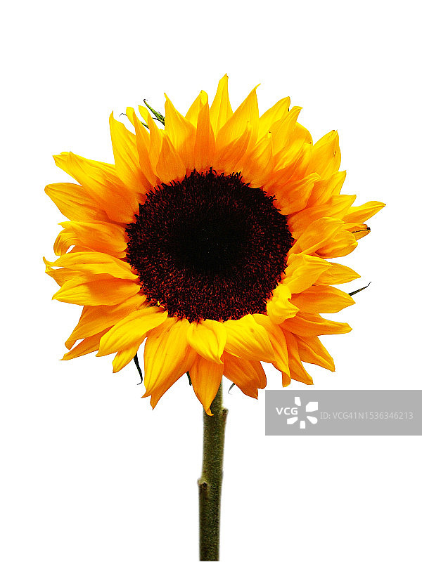 向日葵图片素材