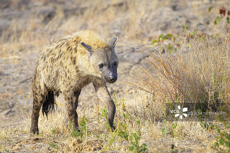 斑鬣狗图片素材