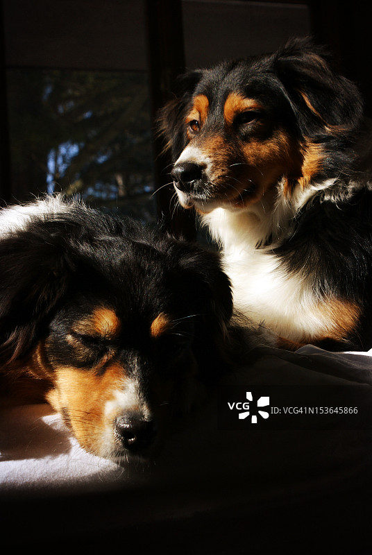 澳大利亚牧羊犬图片素材