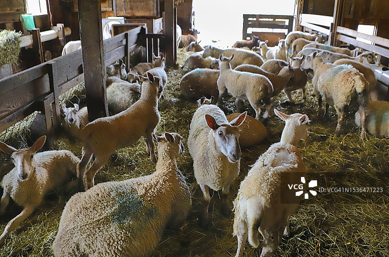 蓝面莱斯特羊图片素材