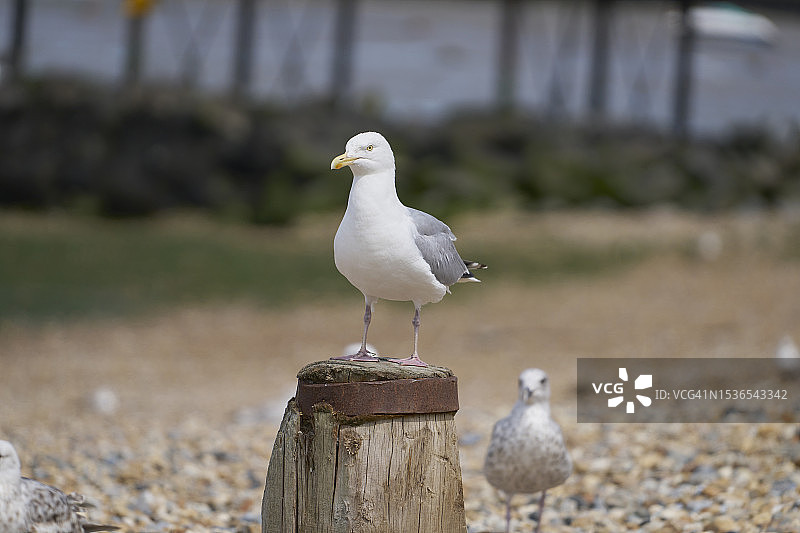 海滩上的海鸥图片素材