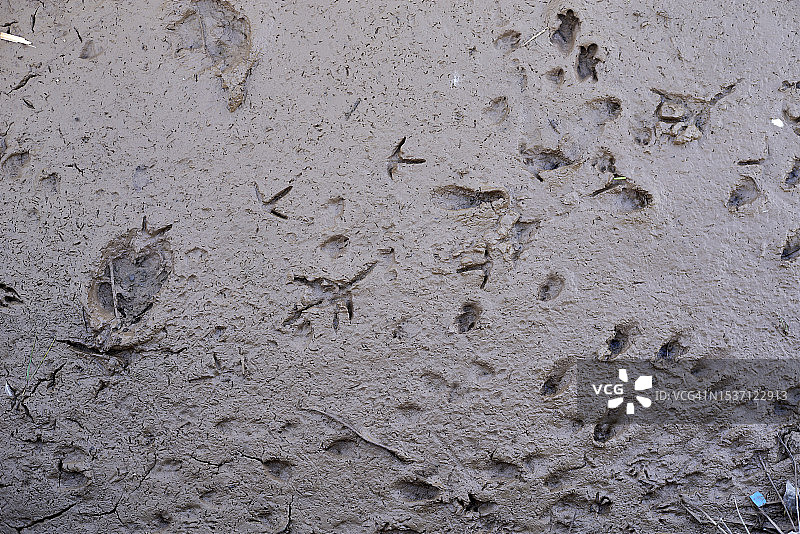 泥地上的动物脚印图片素材