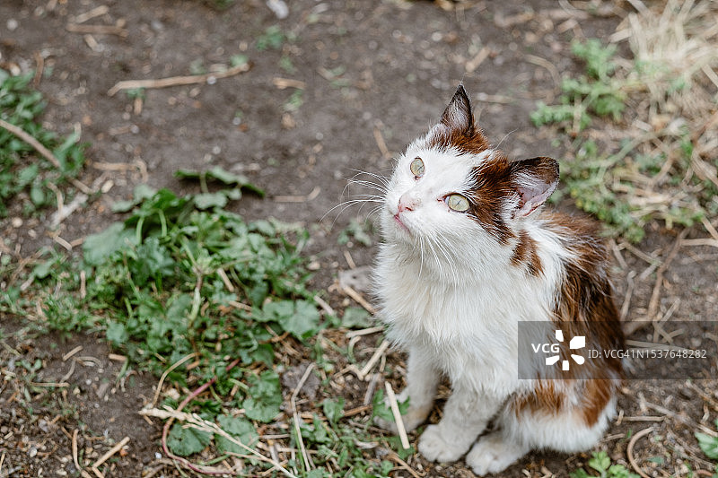 抬头仰望的蓬松三色流浪猫，留白图片素材
