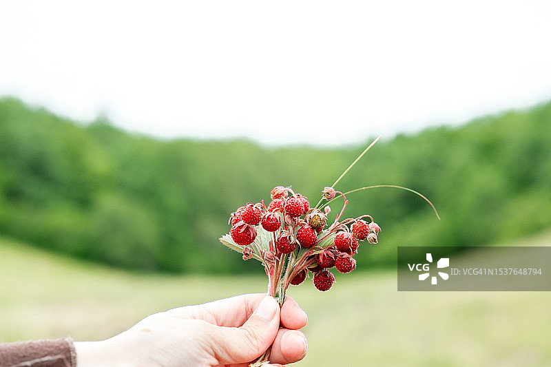 森林背景下手持的野生草莓枝图片素材