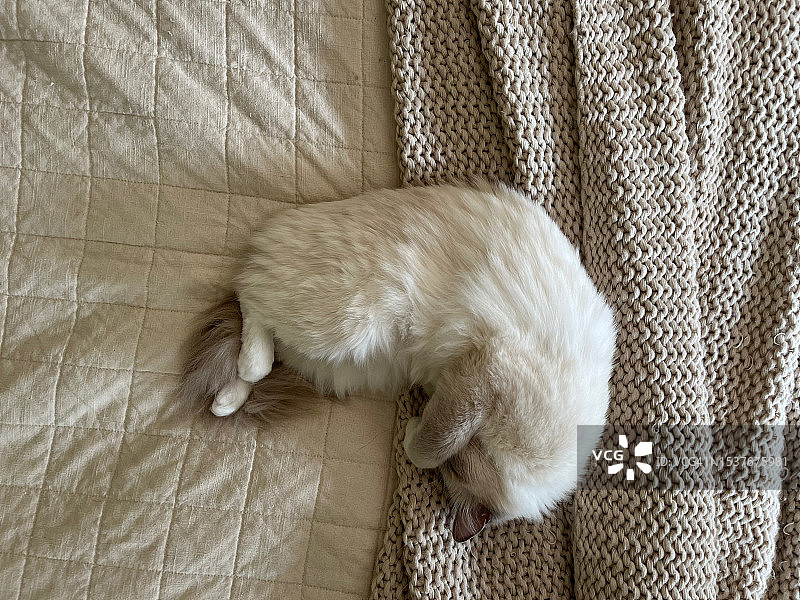 用爪子遮住眼睛睡觉的白猫图片素材