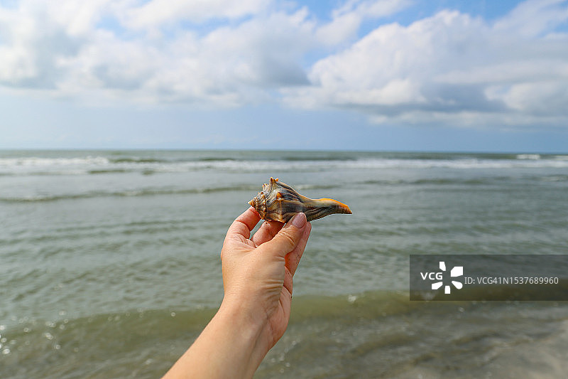 海滩上的海螺图片素材