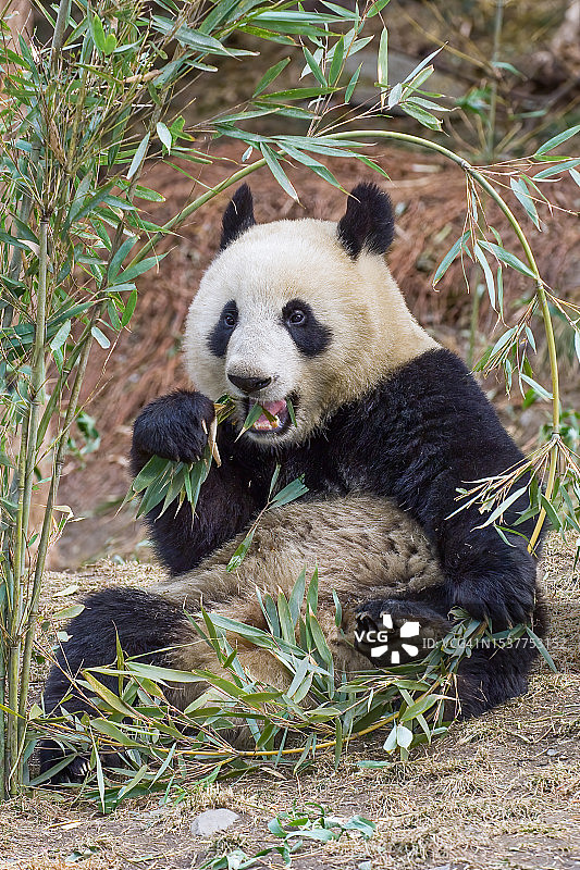 大熊猫，中国，食竹图片素材