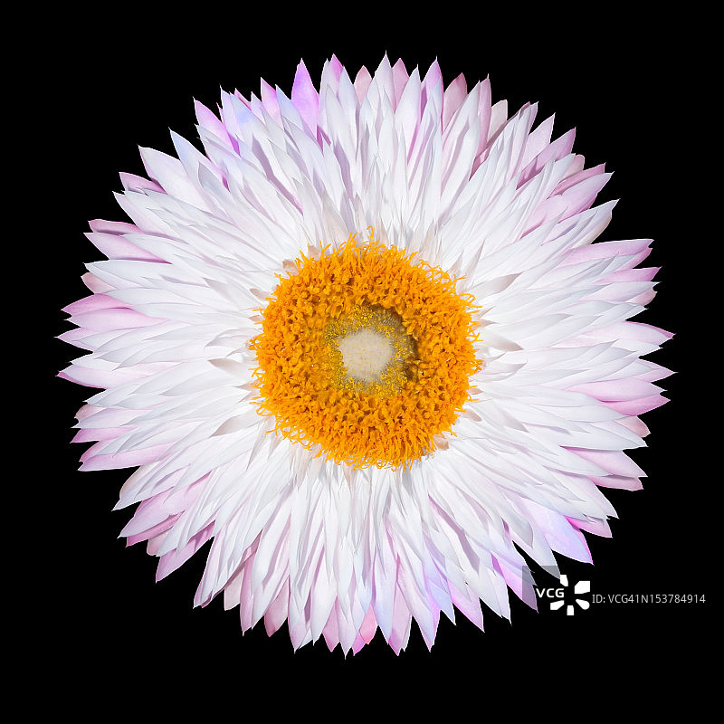 白色背景下的粉色蜡菊图片素材