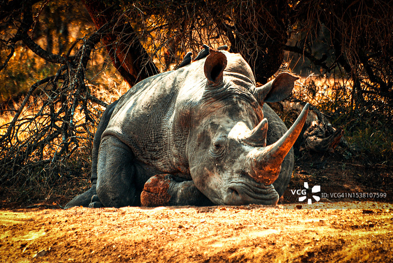 站在斯威士兰赫拉内国家公园的犀牛图片素材