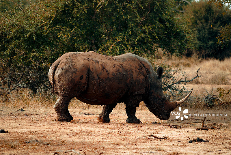 站在斯威士兰赫拉内国家公园的犀牛图片素材