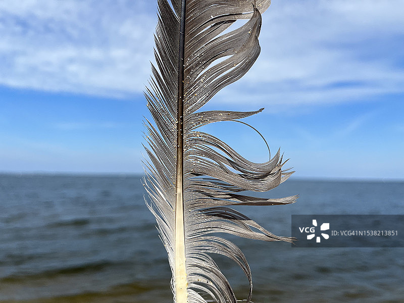 海鸥羽毛与切萨皮克湾图片素材