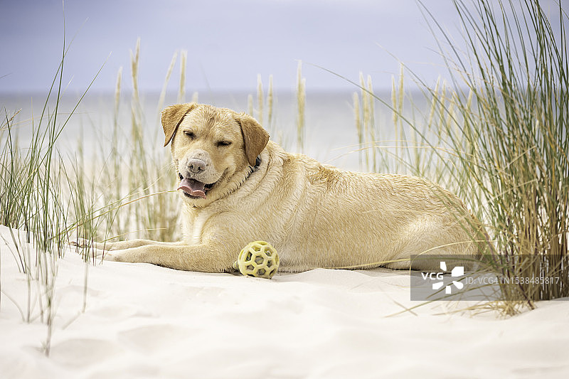 拉布拉多犬躺在海边的沙丘上图片素材