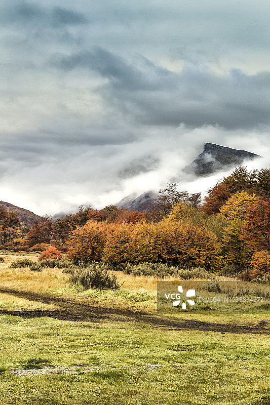 阿根廷巴塔哥尼亚火地岛乌斯怀亚市附近的亚南极森林景观图片素材