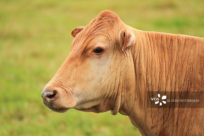 奶牛头部特写图片素材