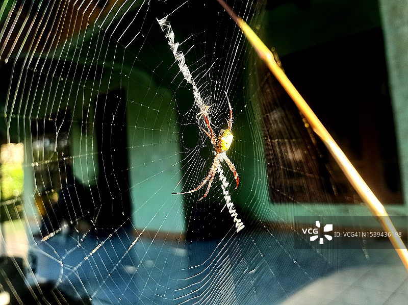 野生蜘蛛筑巢图片素材