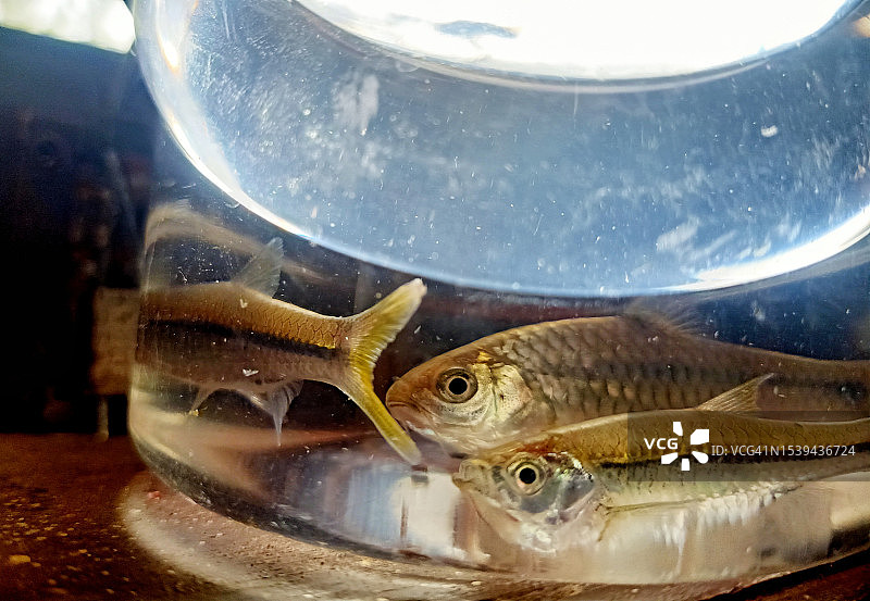 玻璃瓶里的鱼图片素材