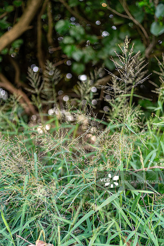 纤细杂草图片素材