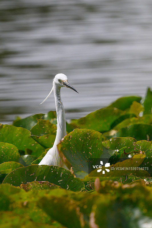 在睡莲中觅食的小白鹭图片素材